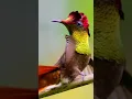 Download Lagu Tahukah kamu, Kenapa Bulu Burung Kolibri Warna-warni  Indah Berkilau