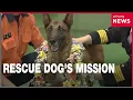 Dog credited with finding 16 missing people retires and finds new home