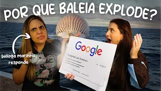 Respondendo as Dúvidas Mais Pesquisadas do Google Sobre Baleias (com uma bióloga marinha)