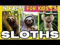 Unleashing the Cuteness 19 Fascinating Sloth Facts For KIDS