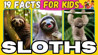 Unleashing the Cuteness 19 Fascinating Sloth Facts For KIDS