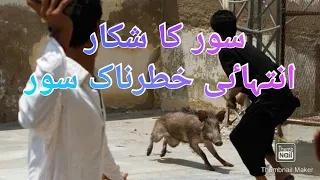 soor ka shikar 2020 hunting dogs vs wild boar 