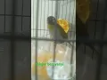 Download Lagu Kicauan Blackcapped si bantet. #pleci #blackcap #burung #masteran