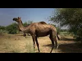 Download Lagu Camel bells sound | my camel | camel bells | camel mandi 2021 | Camel farming | camel sounds
