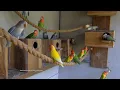 Download Lagu [LOVEBIRD TV] Peach-faced Lovebirds Aviary | Saturday Morning, April 16th, 2022