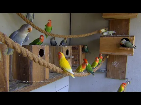 Download MP3 [LOVEBIRD TV] Peach-faced Lovebirds Aviary | Saturday Morning, April 16th, 2022