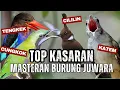 Download Lagu GURU VOKAL TERBAIK 2025! JERITAN DAN PUKULAN - TEMBAKAN CUNGKOK Vs JERITAN KINOI - CILILIN - TENGKEK