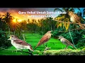 Download Lagu Guru Vokal Untuk Semua Kicau/Burung#Sikatanlondo