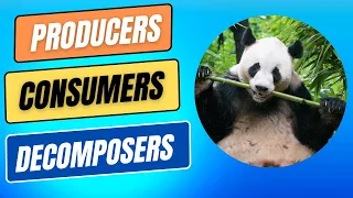 Ecosystems What are Producers Consumers Decomposers
