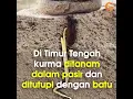 Lagu Belajar hidup dari pohon kurma
