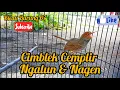 Download Lagu Cemblek Cemplir Ngalun TILEK Kenceng