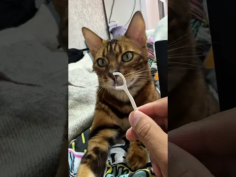 #usa #cat #lol