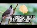 Download Lagu APAKAH BURUNG INI SUDAH TIDAK BERHARGA DAN MULAI TERLUPAKAN? #happynature