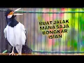 Download Lagu Paling Dicari! Masteran Jalak Suren Gacor Full Isian Nembak Rapat Bikin Jalak Lain Emosi