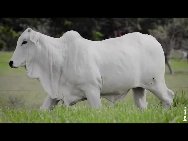 Novilha Nelore AFOM - 5441