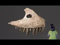 TERRIFYING Dinosaur Teeth