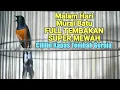 Lagu PANCINGAN MALAM HARI MURAI BATU SUPER MEWAH BONGKAR MATERI CILILIN KAPAS TEMBAK GEREJA 100% AMPUH