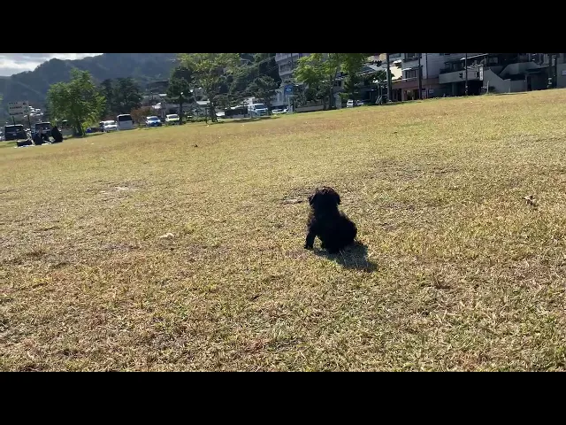 動画