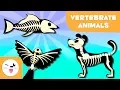 Vertebrate Animals for kids Mammals fish birds amphibians and reptiles