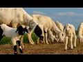 Download Lagu OY OY CACA MARICA HAPPY MY GOAT