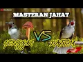 Download Lagu CUCAK JENGGOT VS KAPAS TEMBAK || masteran full ngeroll nembak suara jernih