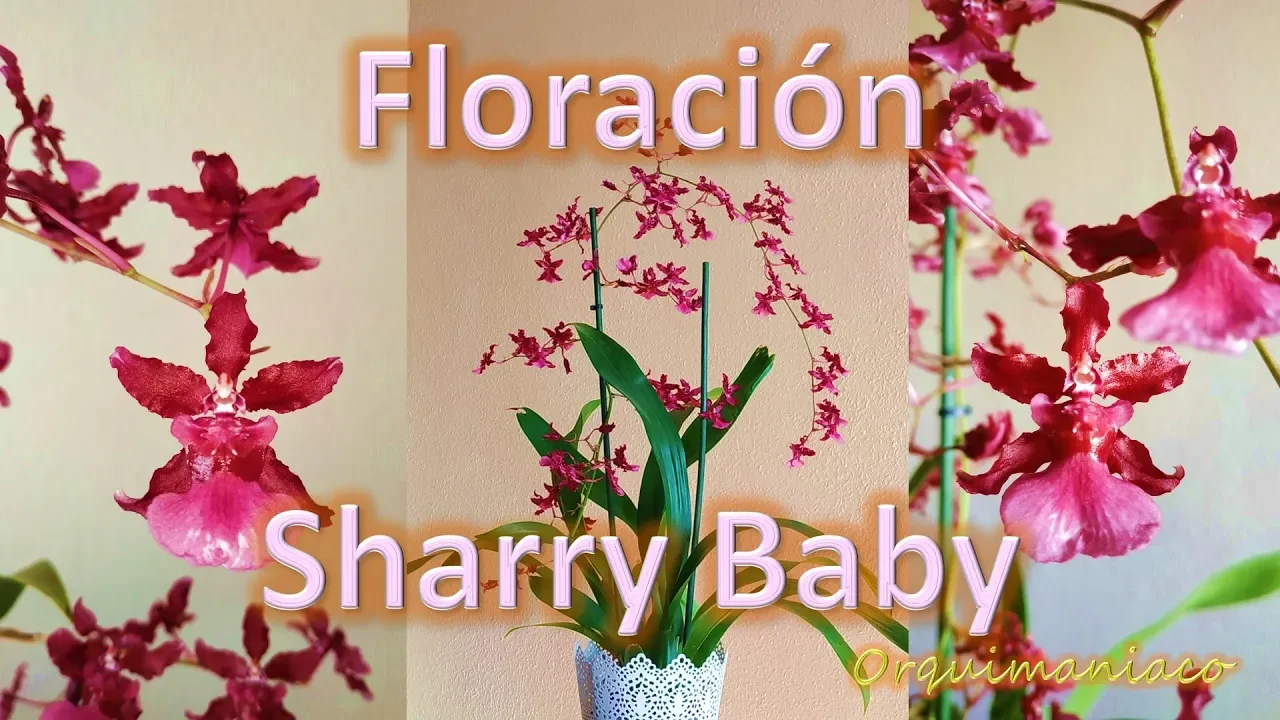 FLORACIÓN ORQUÍDEA ONCIDIUM SHARRY BABY