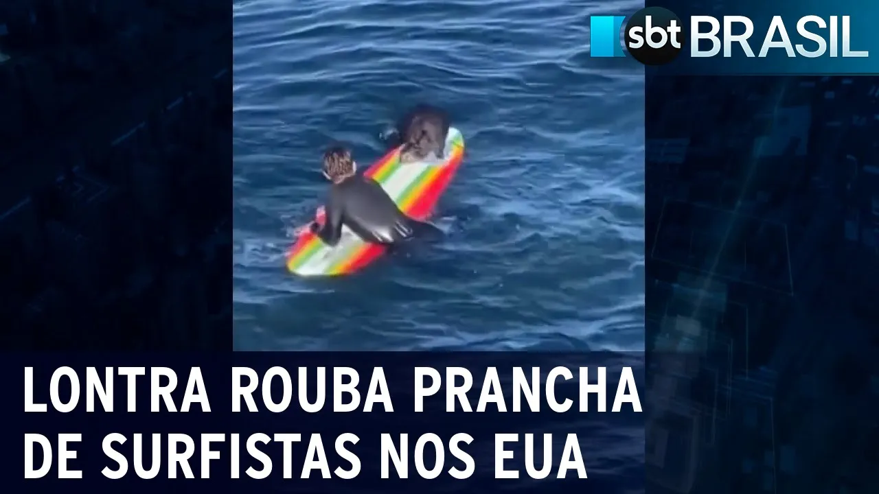 Lontra rouba prancha de surfistas nos EUA | SBT Brasil (14/07/23)