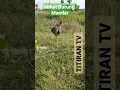 Download Lagu Mikat Burung Mandar, Burung target mendekati sumber suara dengan tarian yang elegan #shorts