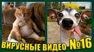 ВИРУСНЫЕ ВИДЕО / Подборка смешные животные №16