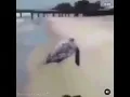 flying turtle Michael Jackson