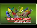 Download Lagu 50 JENIS BURUNG KECIL YANG POPULER DI INDONESIA, BESERTA SUARANYA