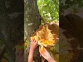 Download Lagu Pertama kali melihat kulit nangka sangat empuk #nangka #panennangka