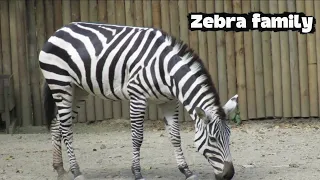 Stripes of Survival