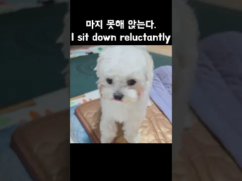 마지 못해 앉는다 #dog #브이로그 #강아지 #강아지일상 #강아지브이로그