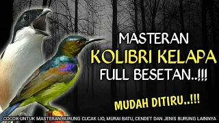 ngeriiii masteran cendet full besetan kasar kolibri kelapa