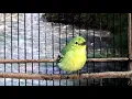 Download Lagu Rahasia Ampuh! Pakai Suara Burung Sirtu Cipoh Betina untuk Memancing Suara Nyaut