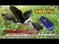 Download Lagu SUARA PIKAT BURUNG RUAK RUAK ✓ASLI AMPUH SUARA JERNIH 
