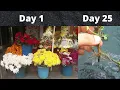 Lagu Grow Chrysanthemum Cuttings from Flower Bouquet or Cut Flowers