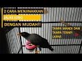 Download Lagu CARA MUDAH MENJINAKKAN BURUNG JALAK KEBO OMBYOKAN YANG GIRAS