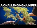 Download Lagu Styling A Challenging Juniper Bonsai