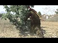 Red Dead Redemption - Golden Currant Location