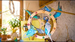 I Built a DIY Budgie Playground My Birds Can't Resist!