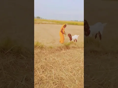 रह गायनी