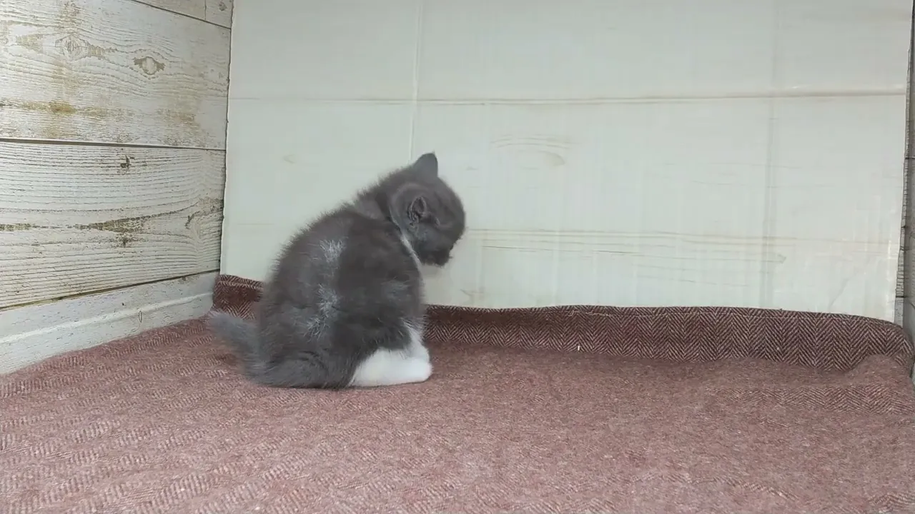 動画