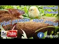 Download Lagu suara pikat garangan super ampuh