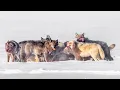 Wolves Hunt Bison in Yellowstone Winter Wapiti Lake Pack January 2026
