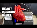 how to make heart science project part 2_with heart beats effect #science #biology NakulSahu