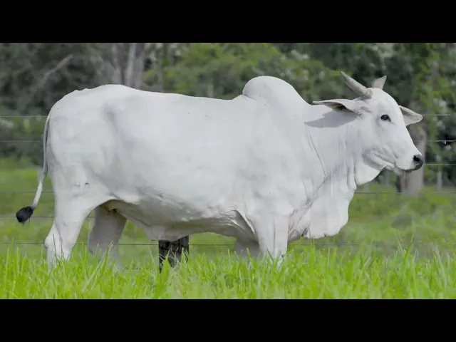 Matriz Nelore SCV - B3649