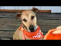 Field trips help find forever homes for shelter dogs in Kitsap county - KING 5 Evening