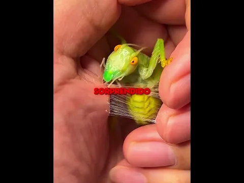 El insecto construyó un nido 🐛